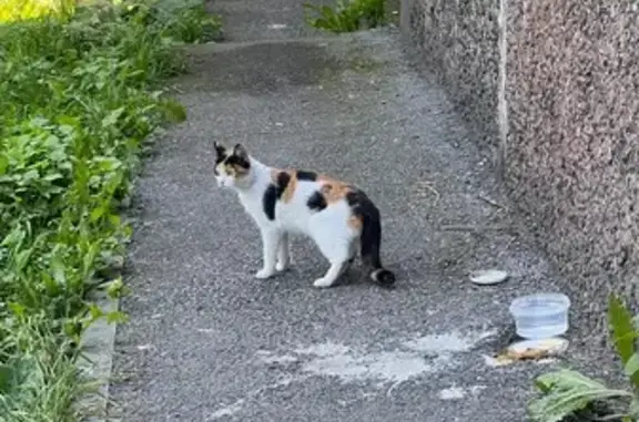 Найдена кошка, Новокузнецк, фото: Кошка найдена: Транспортная 119, Новокузнецк