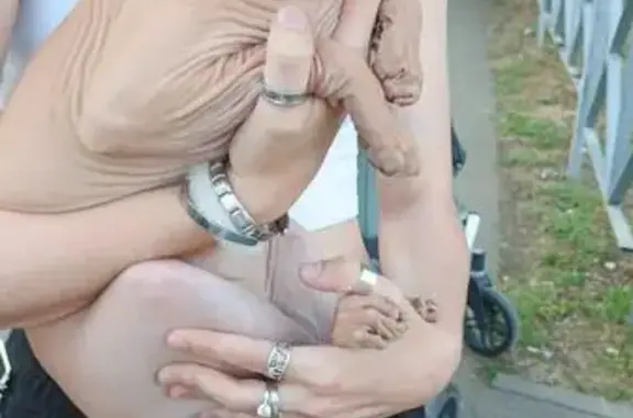 Кошка сфинкс найдена: ул. 3-я Линия, 72