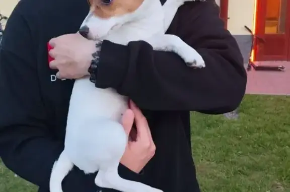 Щенок найден: Образцовая ул., Шушары