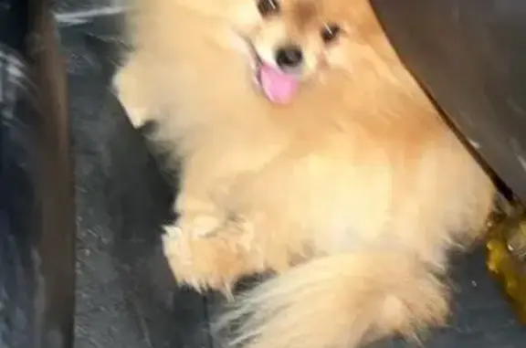 Шпиц найден: Коммунистическая, Липецк