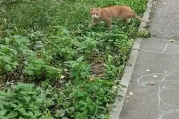 Найдена кошка, Пермь, фото: Кошка найдена: Техническая ул., Пермь