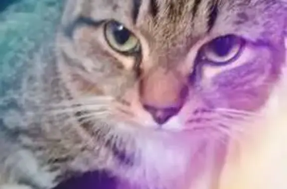 Потерянные животные Томск, фото: Пропала кошка, Смирнова 50/1, Томск