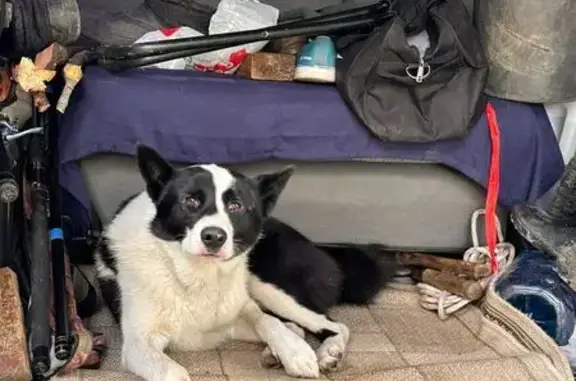 Найдена собака, Кузнецкое, фото: Собака найдена: Новая ул., Кузнецкое