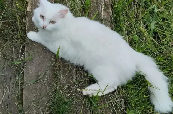 Пропала кошка, ул. Кузнецова, 28, Юрла