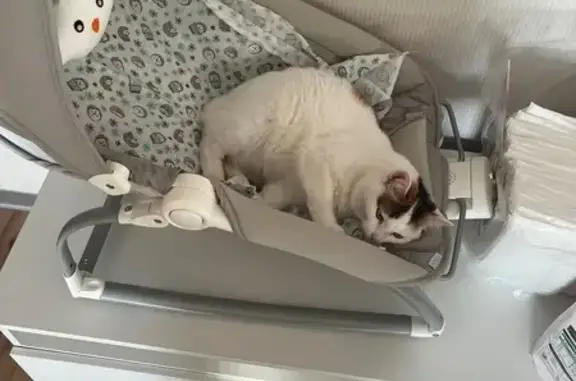 Кошки потеряшки, Казадаевский сельсовет, фото: Потеряшка кошка, Казадаевский с/с, РБ