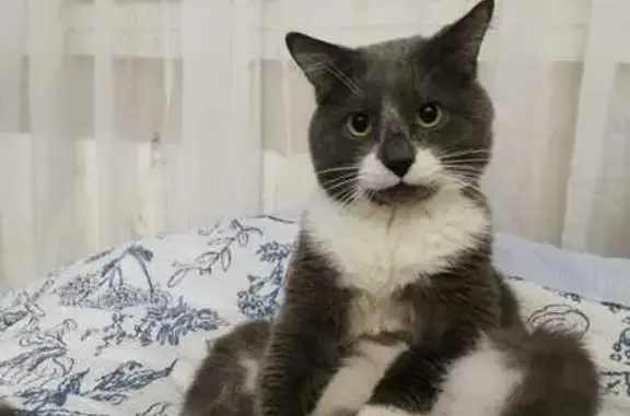 Кошки потеряшки, Московская область, фото: Потеряшка кошка, МО, серый окрас, без зубов