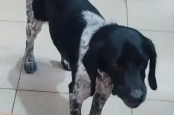 Собака найдена на рынке, пр. Победы, Шахты