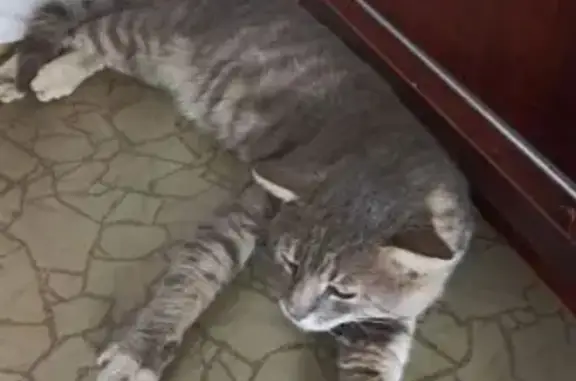 Найдена кошка, Вологда, фото: Кошка найдена: Ярославская 33, Вологда