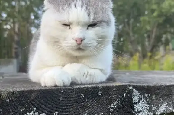 Найденные животные Нижегородская область, фото: Кошка найдена, Нижегородская область