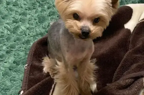 Пропал йорк на Песочной, Лопатки!