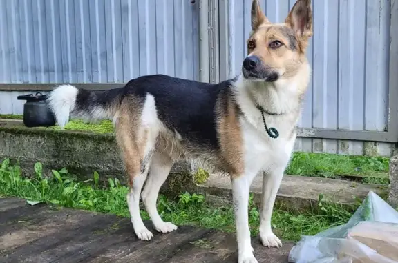 Найдена собака, Тверская область, фото: Трехцветный кобель найден в СНТ МЕДИК-1