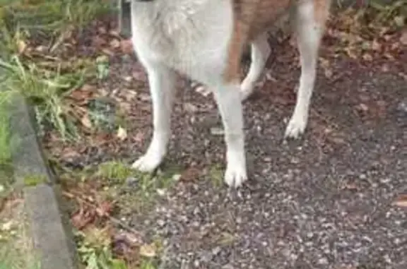 Собака найдена, д. Жилино, 34, Голубое