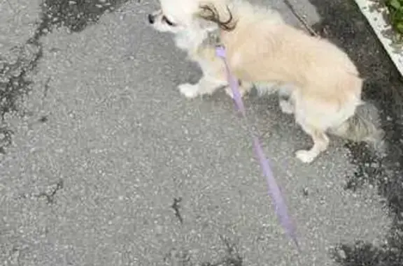 Собаки потеряшки, Екатеринбург, фото: Потеряшка чихуахуа, Союзная 27, Екатеринбург