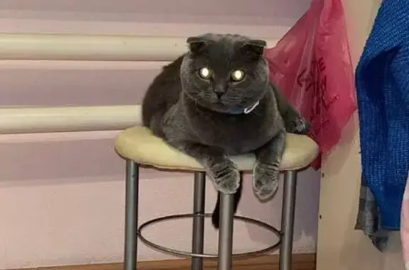 Кошки потеряшки, Тамбов, фото: Потеряшка кошка, Урожайная ул., Тамбов