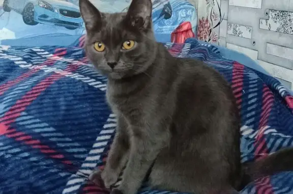 Кошки потеряшки, Черемхово, фото: Потеряшка кошка, ул. Плеханова, 5, Черемхово