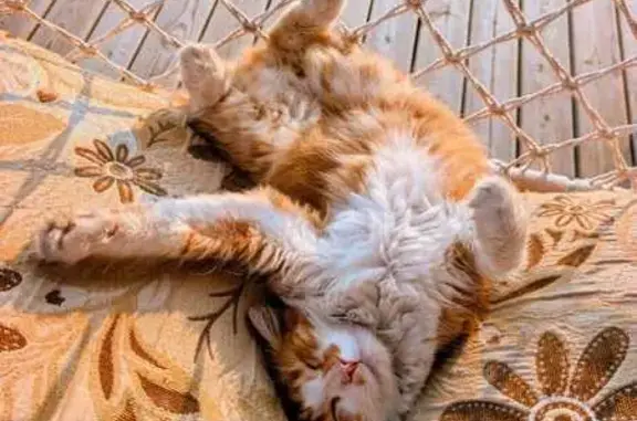 Кошки потеряшки, Отрадное (воронеж), фото: Потеряшка кот Степан, Отрадное, 20Н-17-16