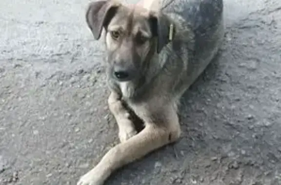 Собаки потеряшки, Челябинская область, фото: Потеряшка собака, Копейск, 2 Яблоневая