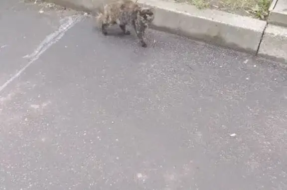 Найденные животные Петрозаводск, фото: Кошка найдена: ул. Репникова, Петрозаводск