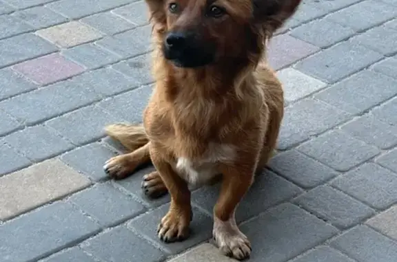 Найдена рыжая собака, Волгоград