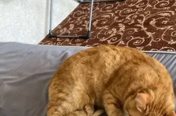 Пропала кошка, Центральная 33, Казань