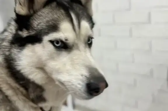 Пропала хаски, рп Чунский, Барминская дор.