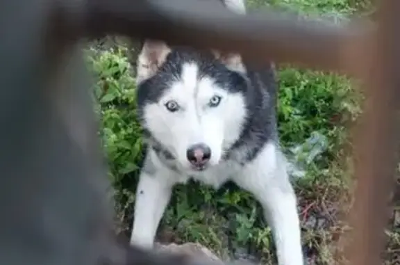 Хаски найден в Зеленограде, Москва