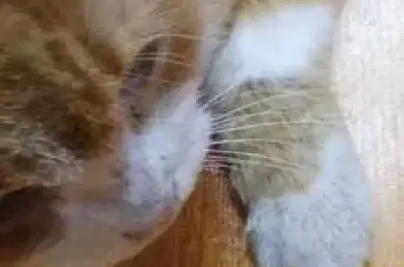 Найдена кошка, Раменское, фото: Кошка найдена, Перовский проезд, 29