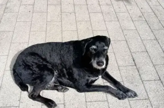 Собака найдена на Варварской, 36А, НН