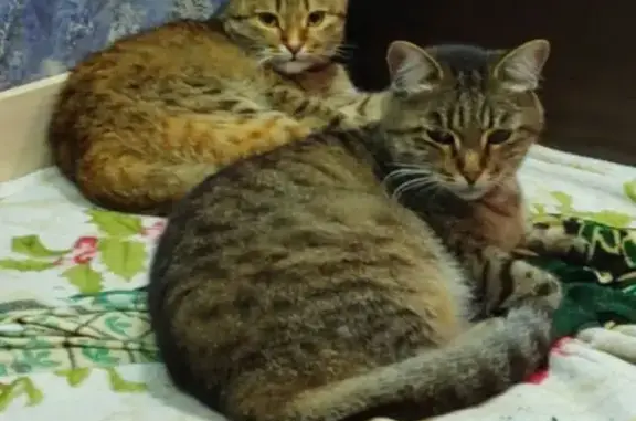 Кошки потеряшки, Белорецк, фото: Потеряшка кошка, пер. Электрификации, Белорецк