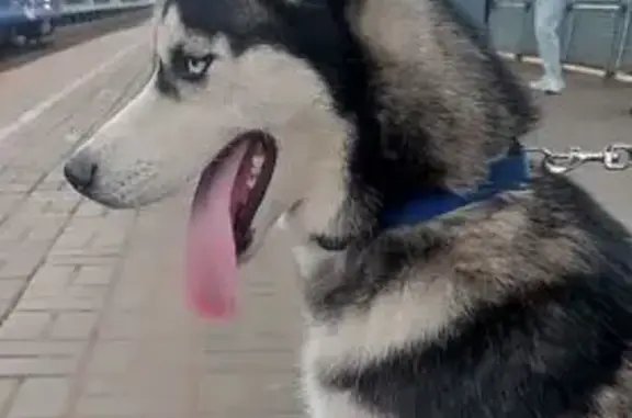 Собака найдена на Выхино, ул. Хлобыстова