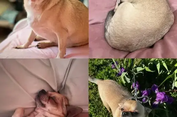 Собаки потеряшки, , фото: Потеряшка чихуахуа, Крайняя ул., 3, Ижевск