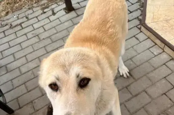 Объявления о пропавших и найденных животных, Тульская область, фото: Пропала собака, Новомосковск, Тула