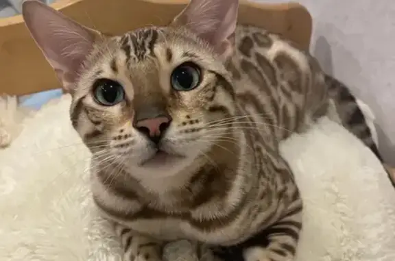 Кошки потеряшки, Нижегородская область, фото: Потеряшка кошка, Нижегородская обл.