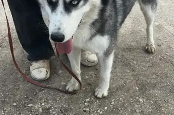 Хаски найден на Советской улице, Касимов
