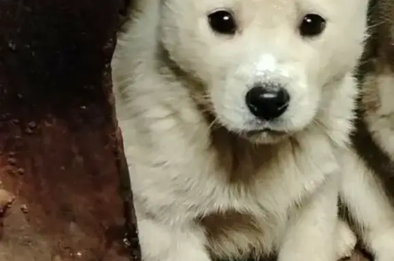 Пропала собака в Нягани, Югра