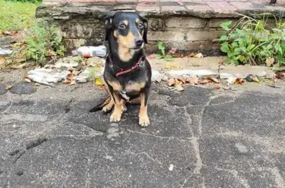 Найдена собака, ул. Дзержинского, 80