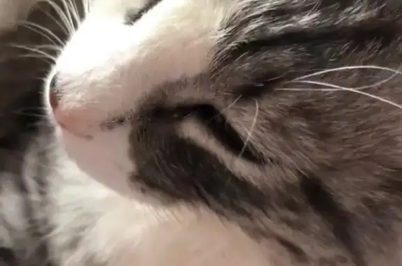 Пропала кошка Борис, ул. Светлая 42, Мишкино