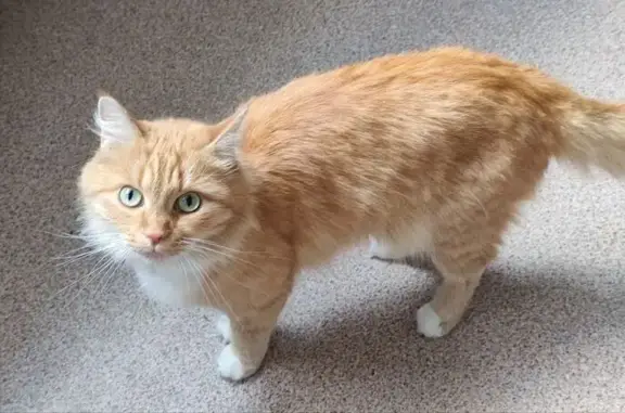 Кошки потеряшки, Репниково, фото: Потеряшка рыжая кошка, Репниково, Большая