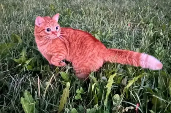 Пропала рыжая кошка, Больничная 33