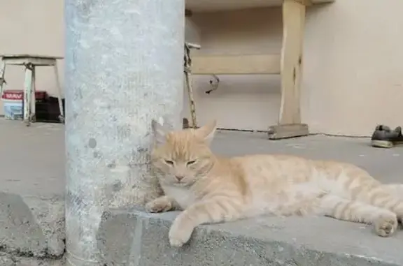 Кошки потеряшки, Гродно, фото: Потеряшка кошка, Русотская ул. 3, Гродно