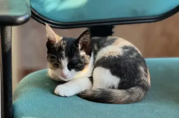 Пропала кошка, Октябрьская ул. 54, Пустошка