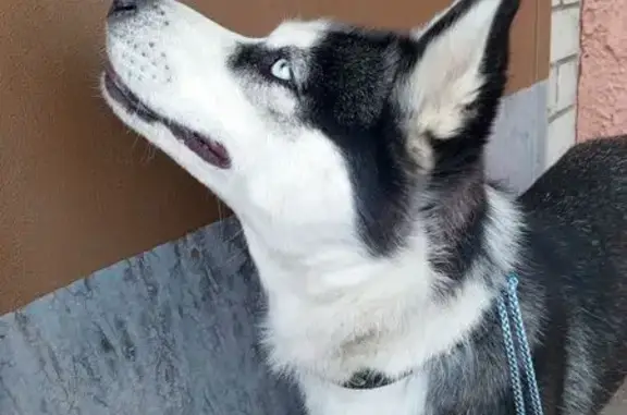 Хаски найдена на пр. Айги, поз. 4, Чебоксары