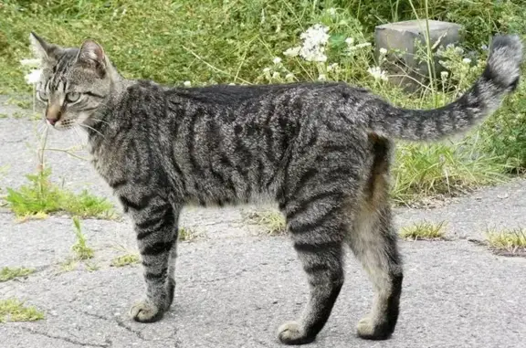 Кошки потеряшки, Иркутск, фото: Потеряшка кошка, Целинная 61, Иркутск