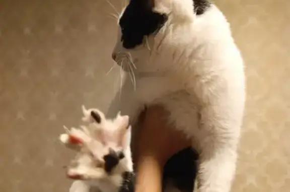 Найдена кошка, Сыктывкар, фото: Найден котенок на ул. Катаева, 21, Сыктывкар