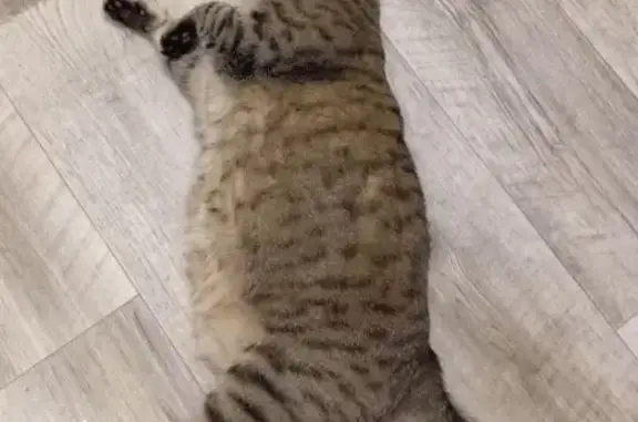 Пропала кошка в Элитовском сельсовете