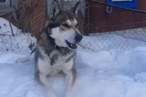 Собаки потеряшки, , фото: Потеряшка собака, Казань, Татарстан