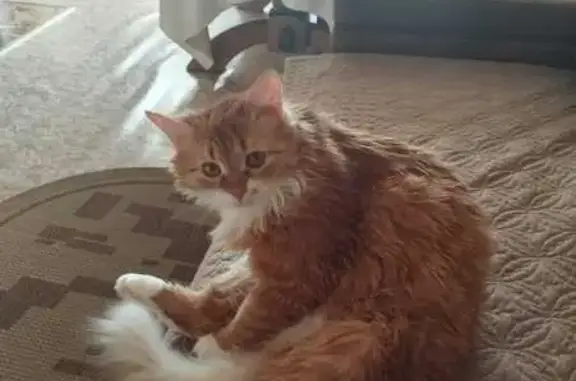 Пропала рыжая кошка, Поспелово, Татарстан