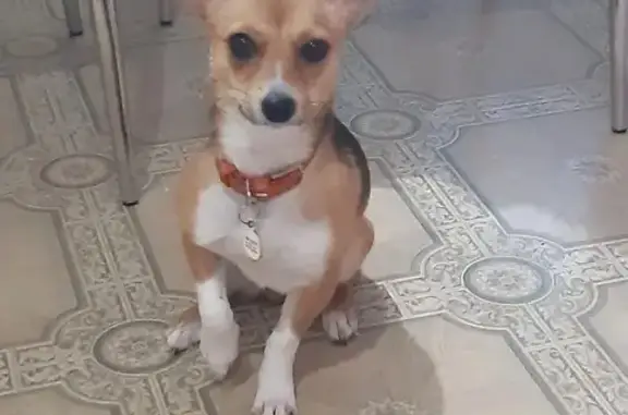 Пропала собака, ул. Безжонова, 1, Астрахань