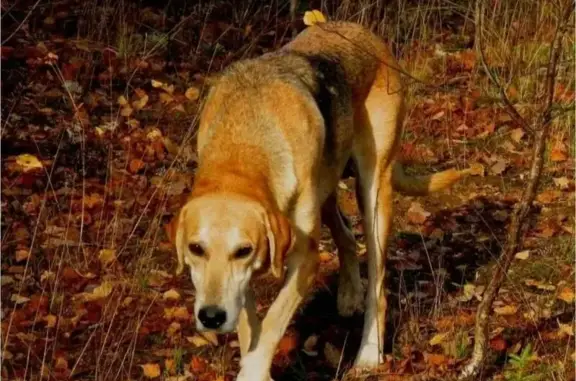 Найдена собака на трассе Р-193, Тамбов