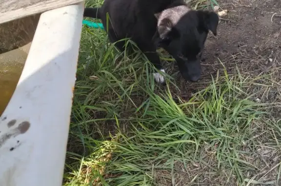 Найдена собака, Куртамыш, фото: Найден щенок, ул. Югова 17, Куртамыш